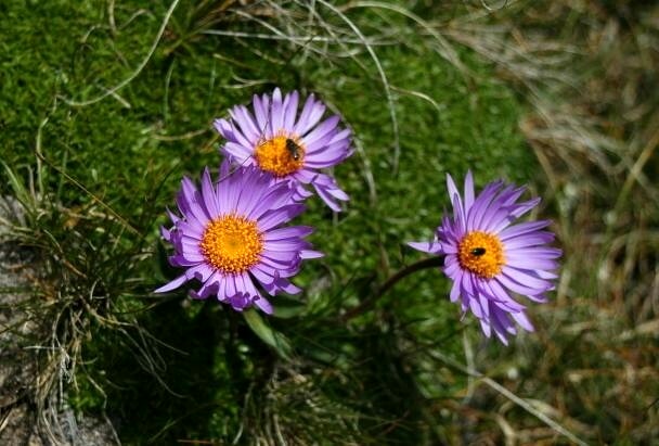 Aster alpinus / Astro alpino